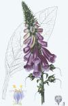 digitalis