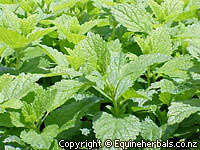 Lemon Balm