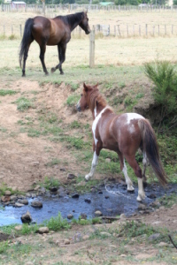 stream crossing